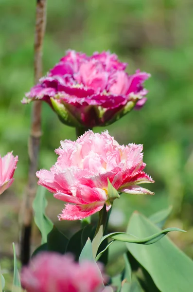 A bazsarózsa lila tulipán a tavaszi virág — Stock Fotó