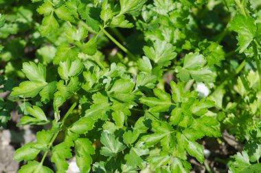 Yeşil yaprak maydanoz bahçede büyüyen