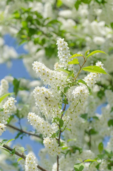 Çiçeği beyaz çiçeklerle kuş-kiraz ağacının