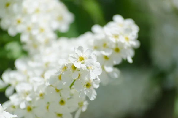 Bloesem van de vogelkers boom met witte bloemen — Stockfoto