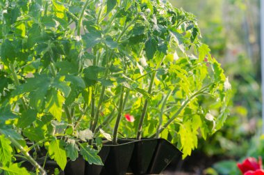 Toprağa dikim önce spesial hücrelerdeki domates sıralaması