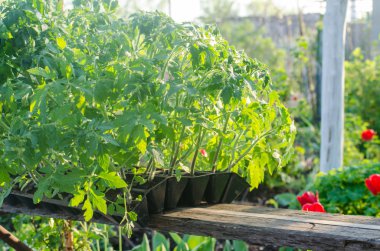 Toprağa dikim önce spesial hücrelerdeki domates sıralaması
