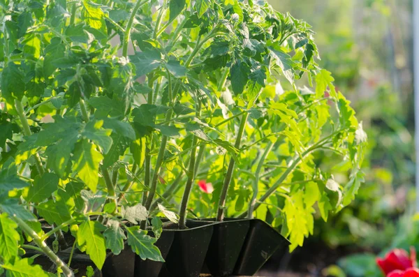 Toprağa dikim önce spesial hücrelerdeki domates sıralaması