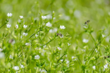 Küçük beyaz çiçekler ve böcekler ile taze yeşil çayır