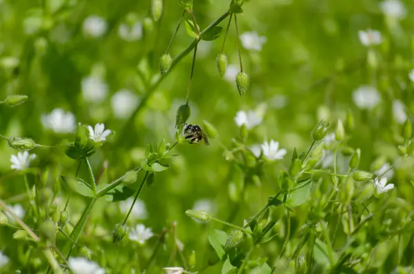 Prato verde fresco con piccoli fiori bianchi e insetti — Foto Stock