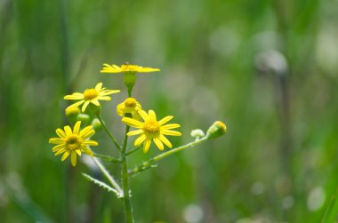Parlak sarı çiçek çiçek