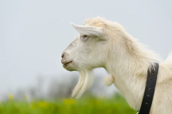 A portret of white goat in the meadow — Stock Photo, Image