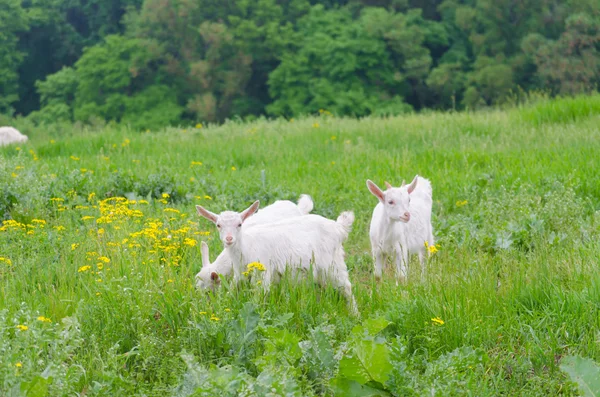 Ot yerken iki küçük keçi