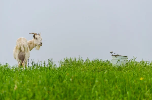 Una portretta di capra bianca nel prato — Foto Stock