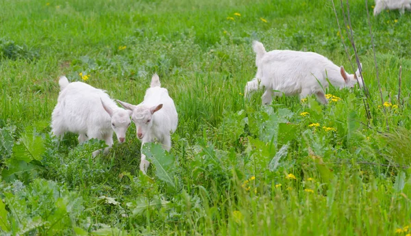 Two little goats while eating the grass — Stock Photo, Image