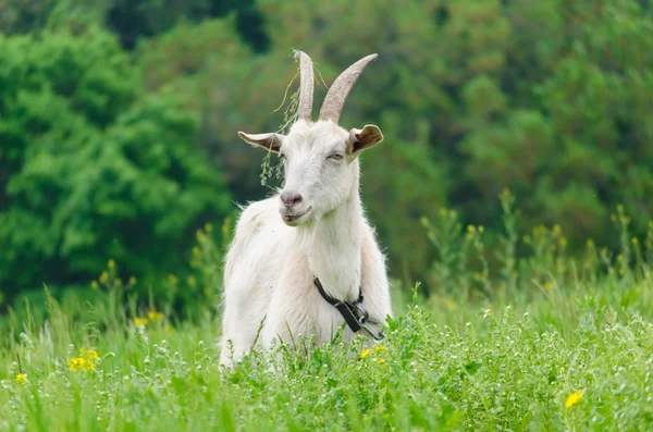 Портрет белой козы на лугу — стоковое фото