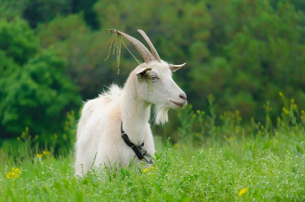 A portret of white goat in the meadow — Stock Photo, Image