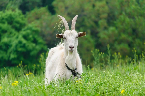 A portret of white goat in the meadow — Stock Photo, Image