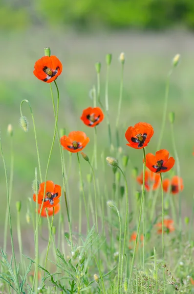 Spring blossom of wild poppies — Stock Photo, Image