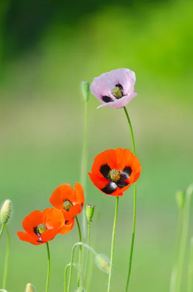 Spring blossom of wild poppies — Stock Photo, Image