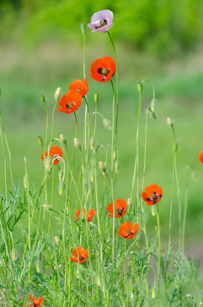 Spring blossom of wild poppies — Stock Photo, Image