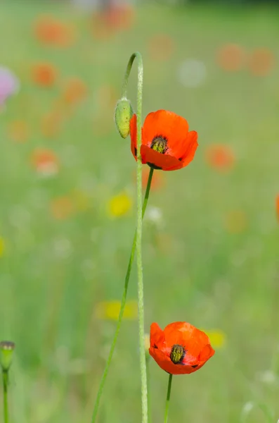 Spring blossom of wild poppies — Stock Photo, Image