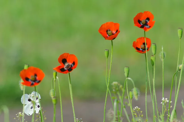 Spring blossom of wild poppies — Stock Photo, Image