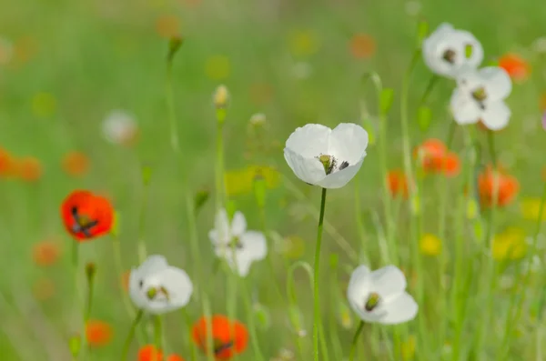 春天开花的野生罂粟 — 图库照片