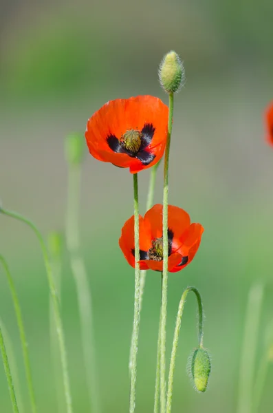 Spring blossom of wild poppies — Stock Photo, Image