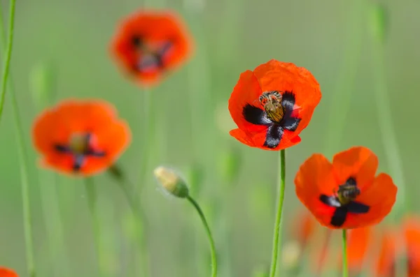 Spring blossom of wild poppies — Stock Photo, Image