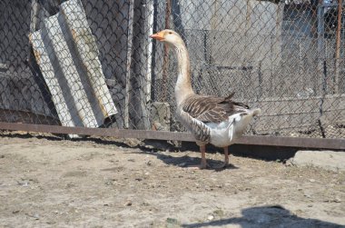 Kümes hayvanları bahçedeki gri yerli kaz