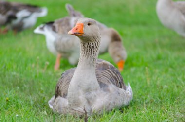 Yeşil çimenlerin üzerinde gri yerli kaz