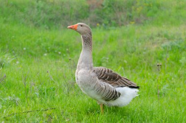 Yeşil çimenlerin üzerinde gri yerli kaz