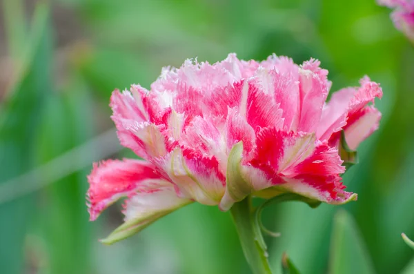 A bazsarózsa lila tulipán virág — Stock Fotó