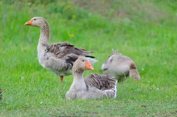 Oie domestique grise sur l'herbe verte — Photo