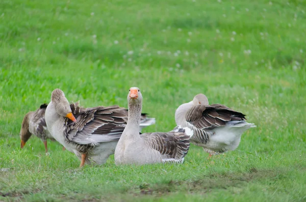 Yeşil çimenlerin üzerinde gri yerli kaz