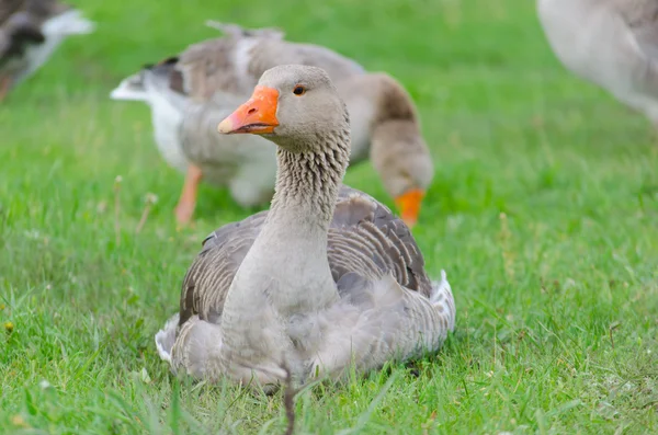 Grey domestic goose on the green grass — Stock Photo, Image