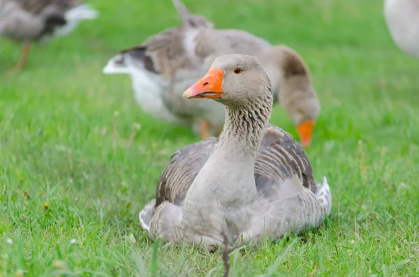 Grey domestic goose on the green grass — Stock Photo, Image