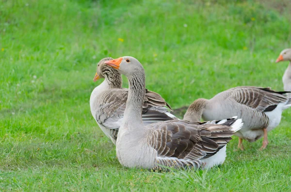 Yeşil çimenlerin üzerinde gri yerli kaz