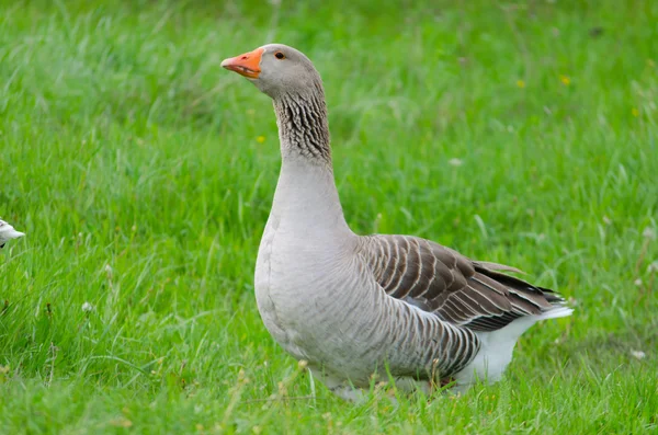 Grey domestic goose on the green grass — Stock Photo, Image