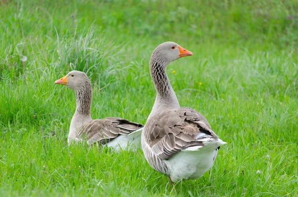 Oie domestique grise sur l'herbe verte — Photo