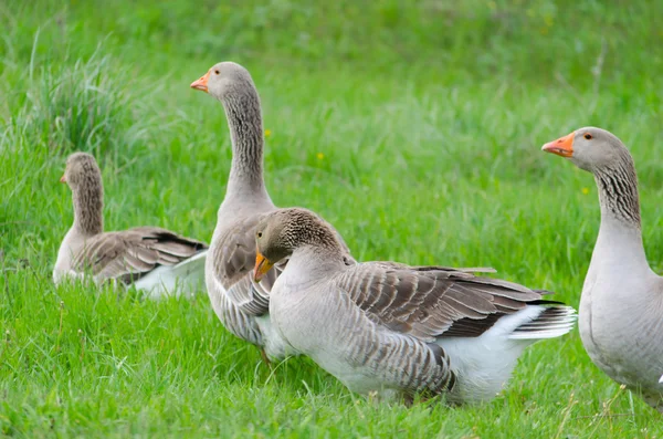 Oie domestique grise sur l'herbe verte — Photo