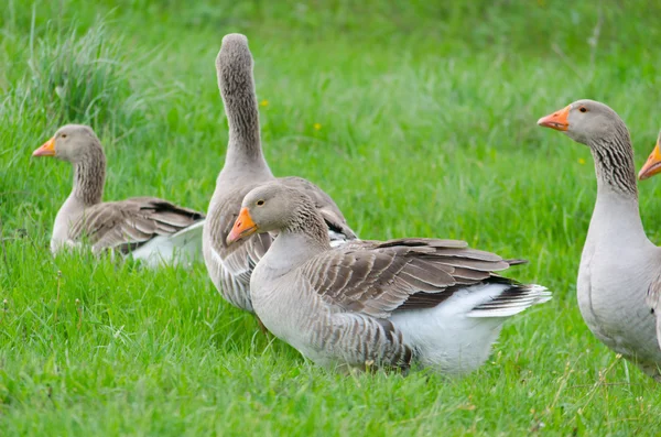 Oie domestique grise sur l'herbe verte — Photo