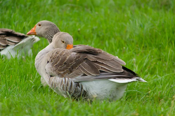 Grey domestic goose on the green grass — Stock Photo, Image