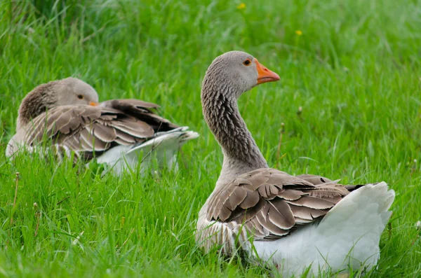 Oie domestique grise sur l'herbe verte — Photo