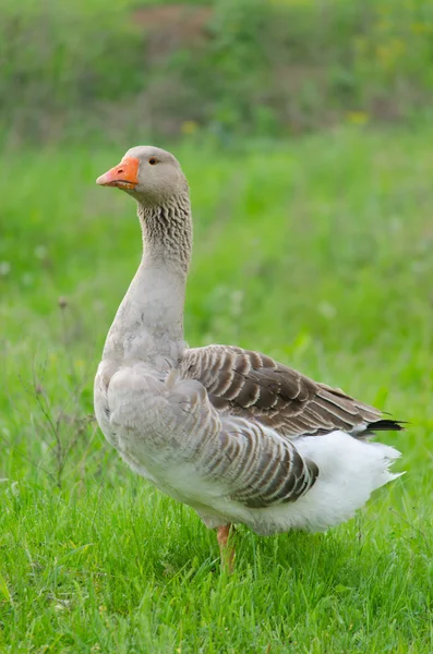 Grey domestic goose on the green grass — Stock Photo, Image