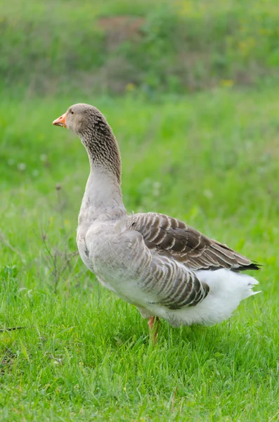 Grey domestic goose on the green grass — Stock Photo, Image