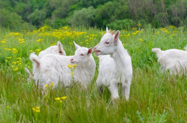 Taze ot ile küçük beyaz keçi besleme