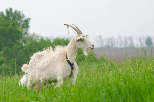 Beyaz Keçi çayırda portresi