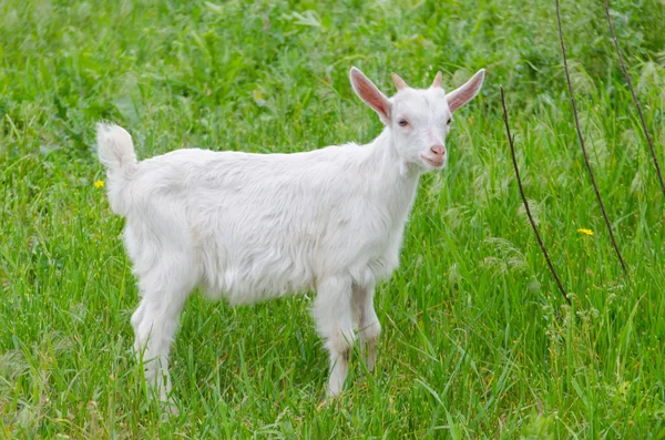 Feeding little white goats with fresh grass — Stock Photo, Image