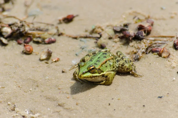 Vet warted toad — Stockfoto