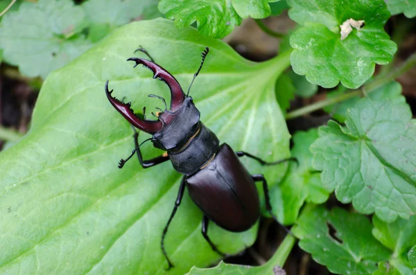 Coléoptère du cerf dans son habitat naturel dans la nature — Photo