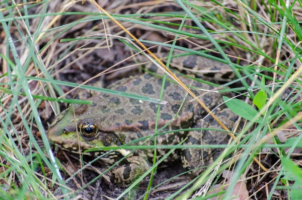 Vet warted toad — Stockfoto