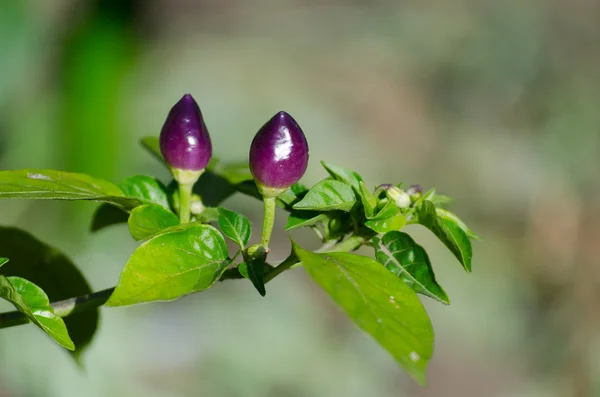 Menekşe serin biber bahçede büyüyen