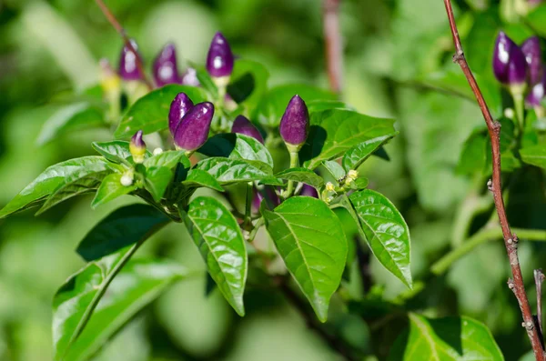 Culture de poivrons violets dans le jardin — Photo